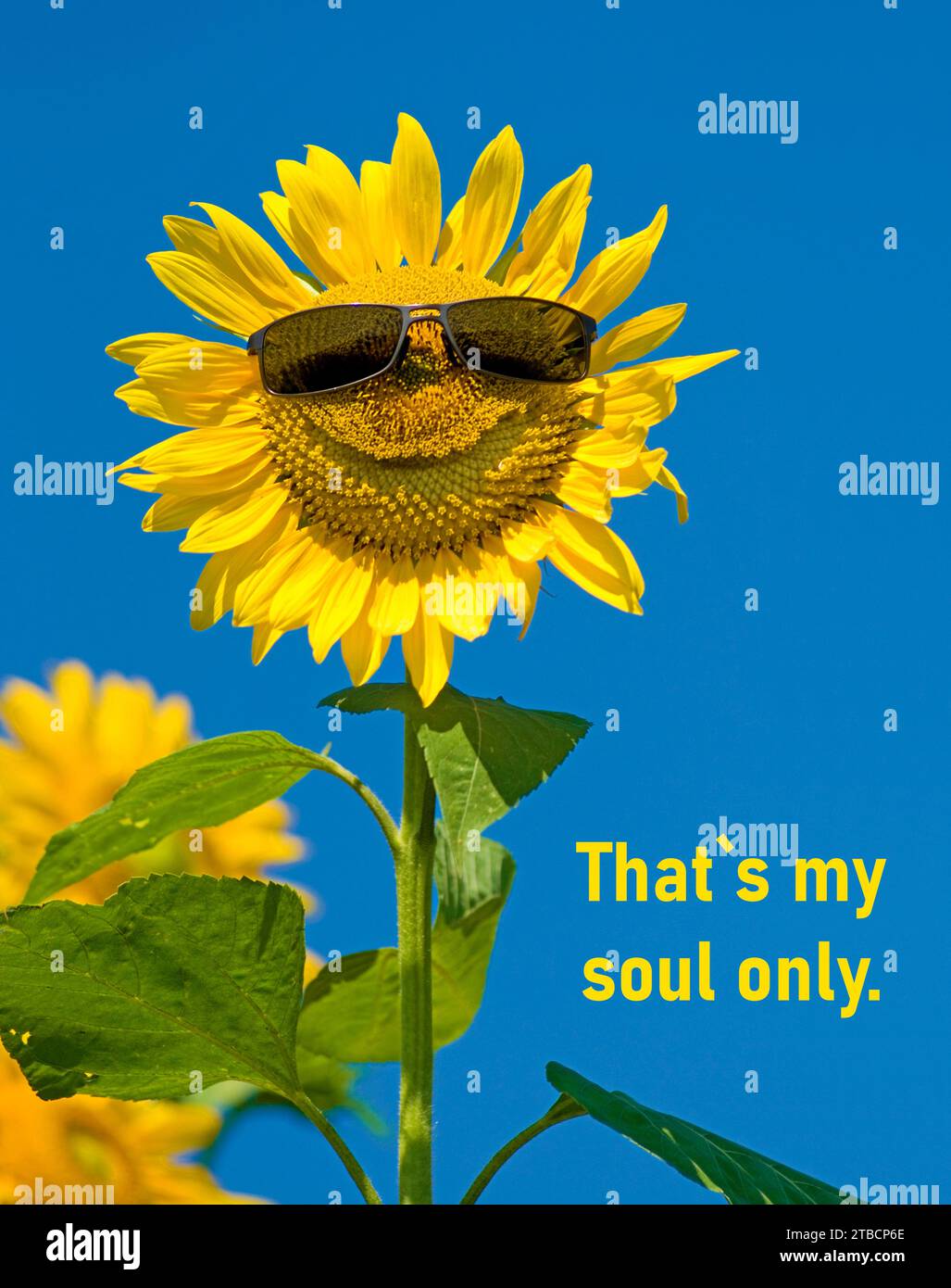 sunflower (Helianthus Anuus) with sun glasses smiling, with text That`s my soul only. Stock Photo